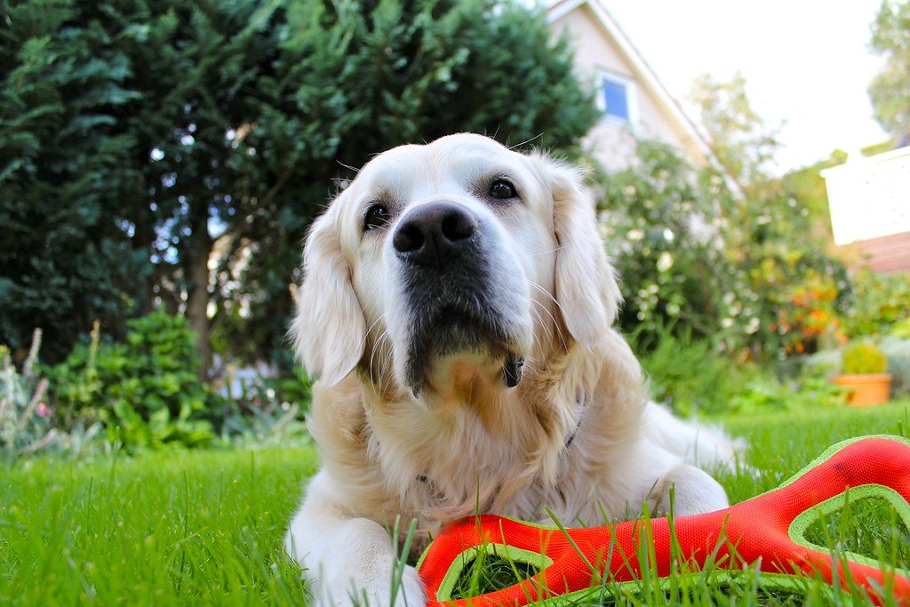 Dog wearing a smart collar outdoors